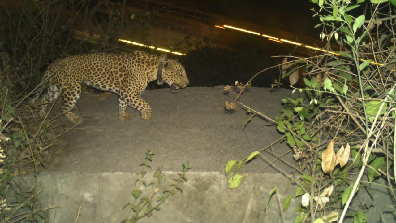 The Maharashtra forest department and the Wildlife Conservation Society-India undertook a collaborative research project to study these elusive creatures from August 2020 to August 2022 and radio-telemetry was adopted for the first time in two phases to gain an understanding of leopards’ secret life in a unique habitat