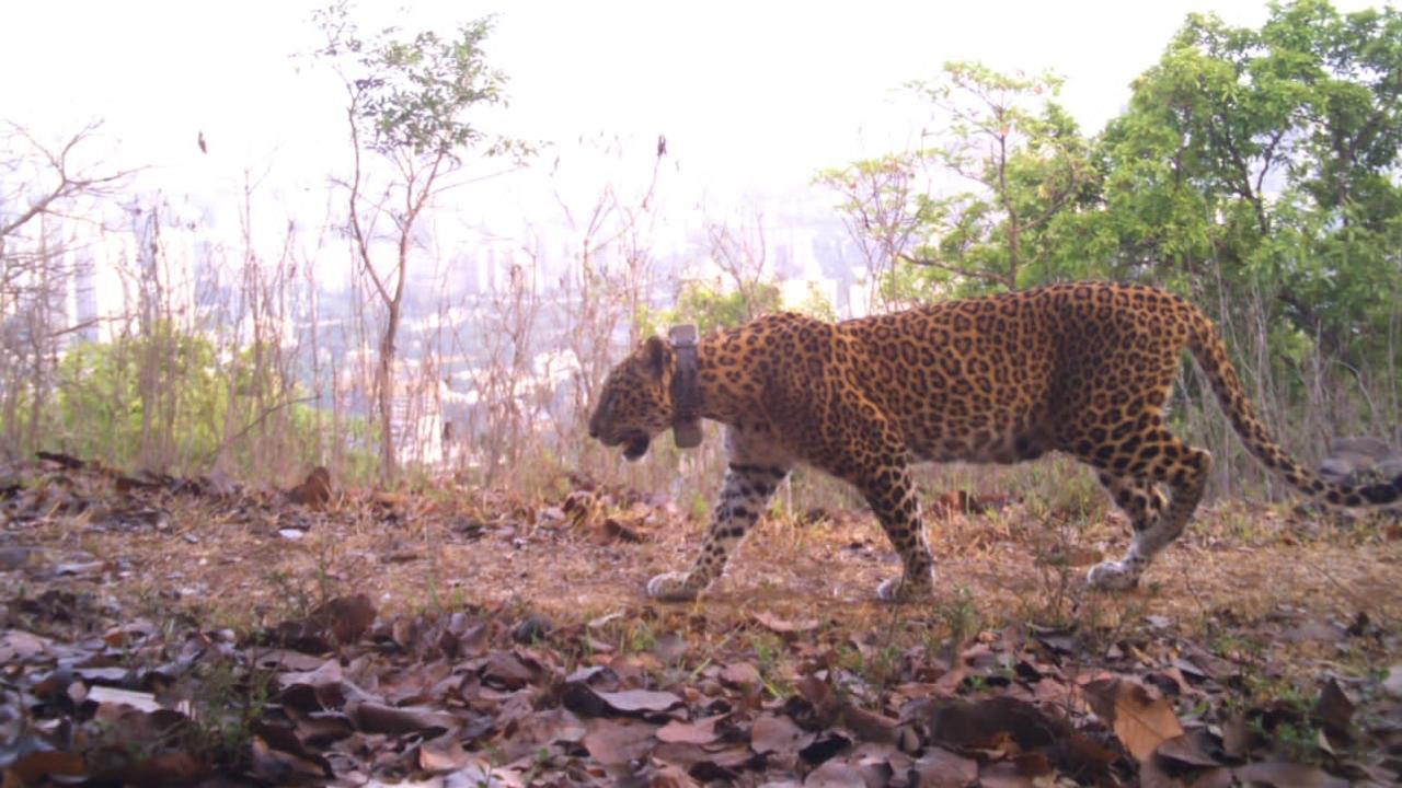 The project sought to understand leopards’ interactions with humans in an urban landscape. Its other main objectives were to understand how the big cats utilise space and time in the SGNP landscape and how they move across major roads and highways such as Ghodbunder Road