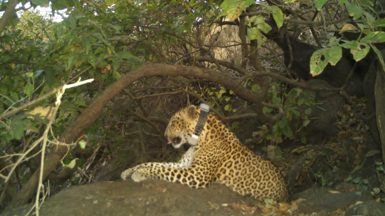 Mumbai’s history with radio-collared leopards goes back ten years when Ajoba, a radio-collared male leopard from Malshej Ghat, walked approximately 120 km and reached SGNP