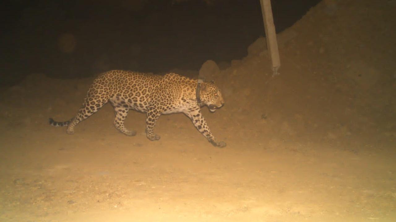 The collared leopard individuals were monitored by field staff and researchers for three to four months by actual on-field tracking. Pics/SGNP/WCS-India/Nikit Surve
