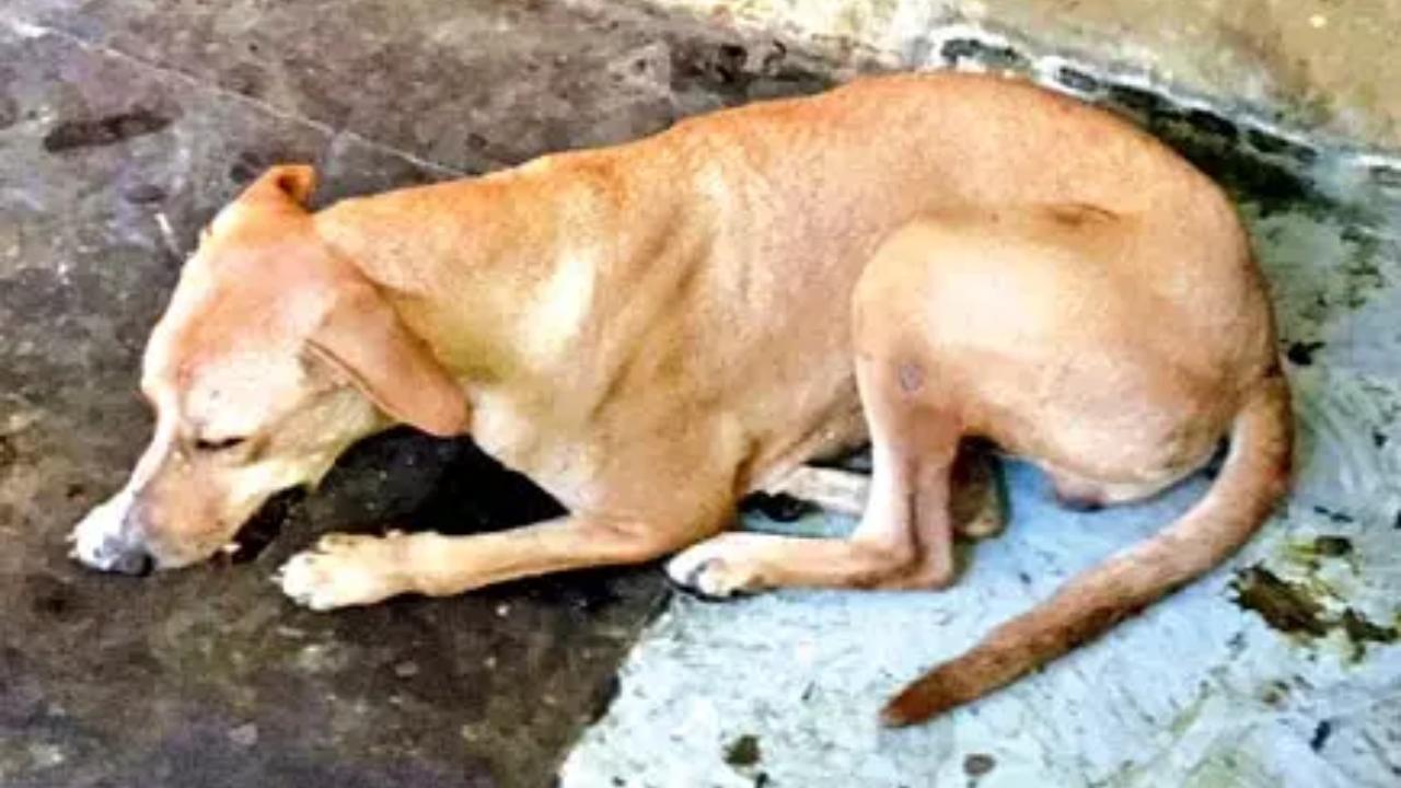 According to BMC Health Department data, the city reported 74,279 dog bite cases in 2019. In 2020, due to the COVID-19 pandemic and subsequent lockdowns, the cases decreased to 53,020