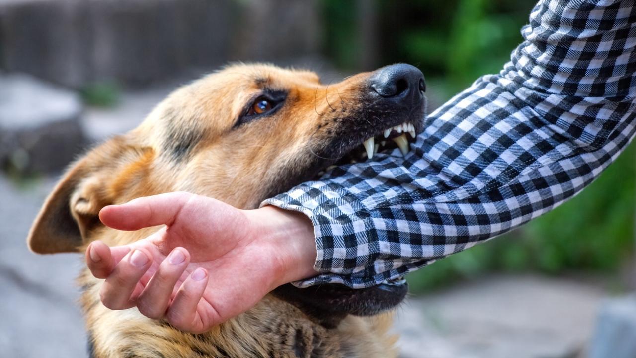 IN PHOTOS: BMC data show that 10 people are bitten by dogs every hour in Mumbai
