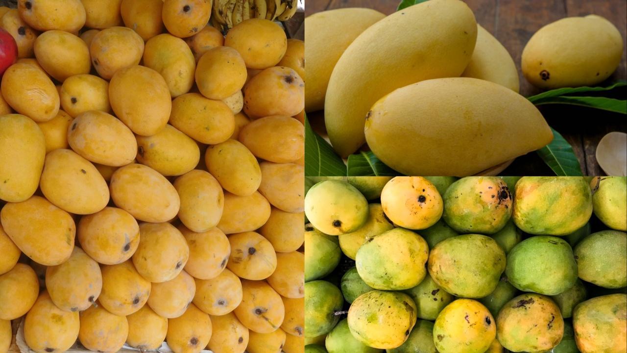 IN PHOTOS: Top 5 Indian mangoes you must try this season