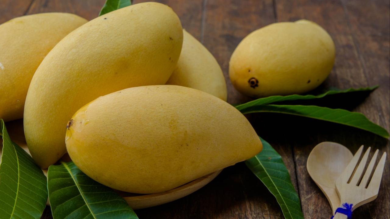 SafedaFound in northern India, this variety is perfect for making mango desserts, juices, and shakes. Its health benefits are equally impressive: it's loaded with vitamin C, a potent antioxidant that bolsters immunity and promotes collagen production, and vitamin A, which supports healthy vision and skin. Additionally, this mango variety is a rich source of potassium, a vital mineral that regulates blood pressure and fosters heart health
