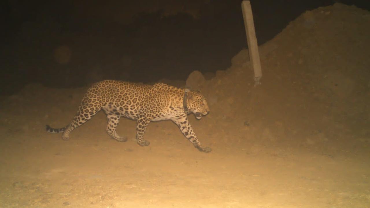 Mumbai: Study lifts veil on behaviour of leopards in city
