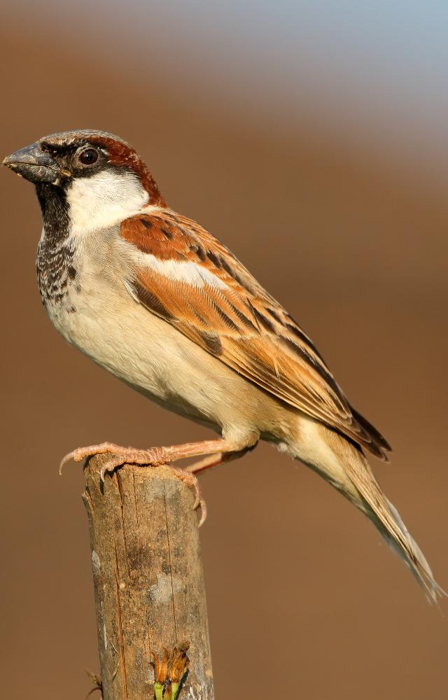 Tips to take care of sparrows