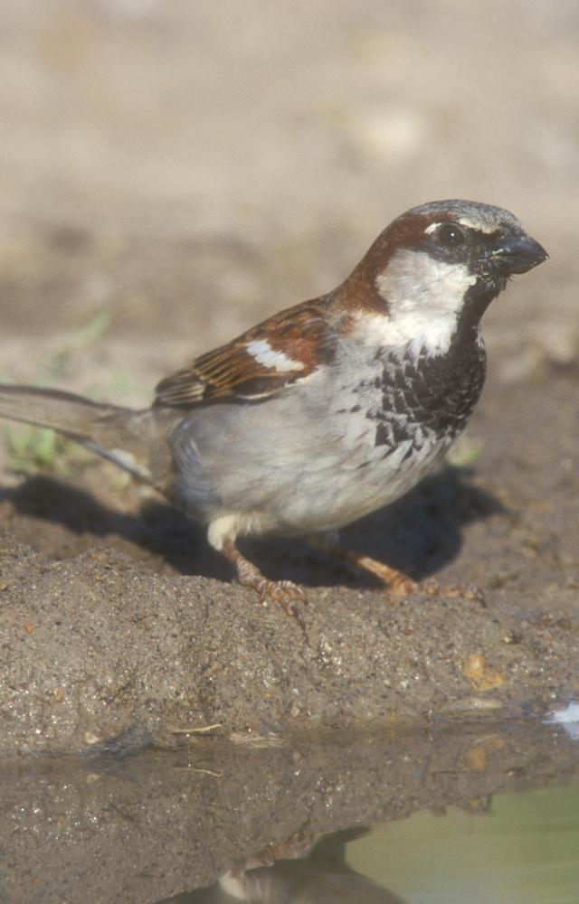 Clearing concrete to make way for mud can help the sparrows do their mating dance
