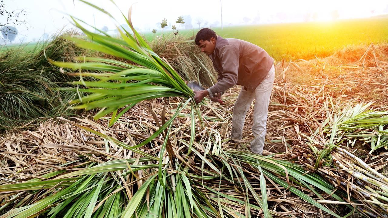 Uttar Pradesh overtakes Maharashtra in sugar production for current Season