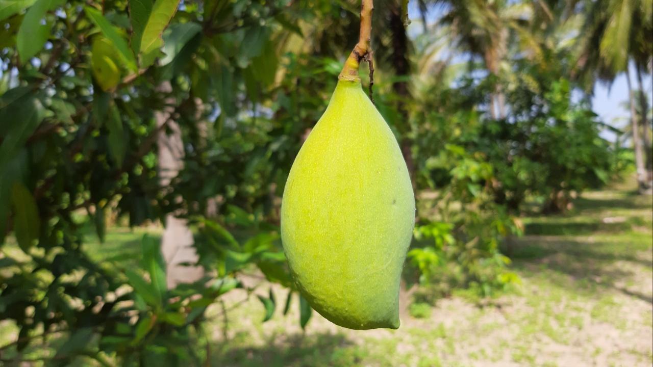 TotapuriSour in taste, long in shape, sourced from Chittoor, Andhra Pradesh: This variety of mangoes is not sweet, but rather sour in taste. It is long in shape and has green-yellow skin. It is used to make mango pickles and chutneys