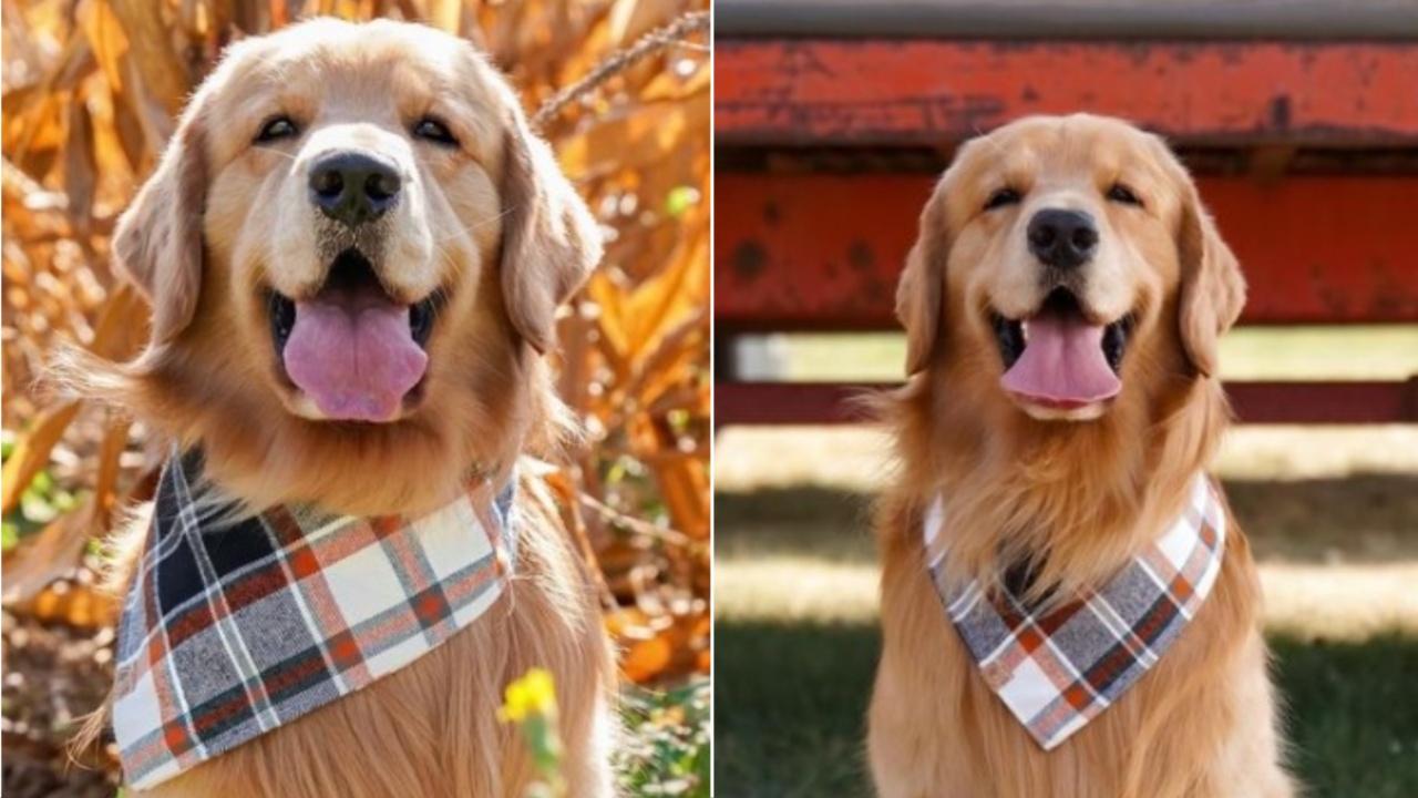 Tucker Budzyn, a golden retriever from the US has around 3.4 million followers on Instagram. This furry being is a multimillion-dollar influencer who rakes in Rs 8 crore from social media every year. Photo Courtesy: Instagram/tuckerbudzyn