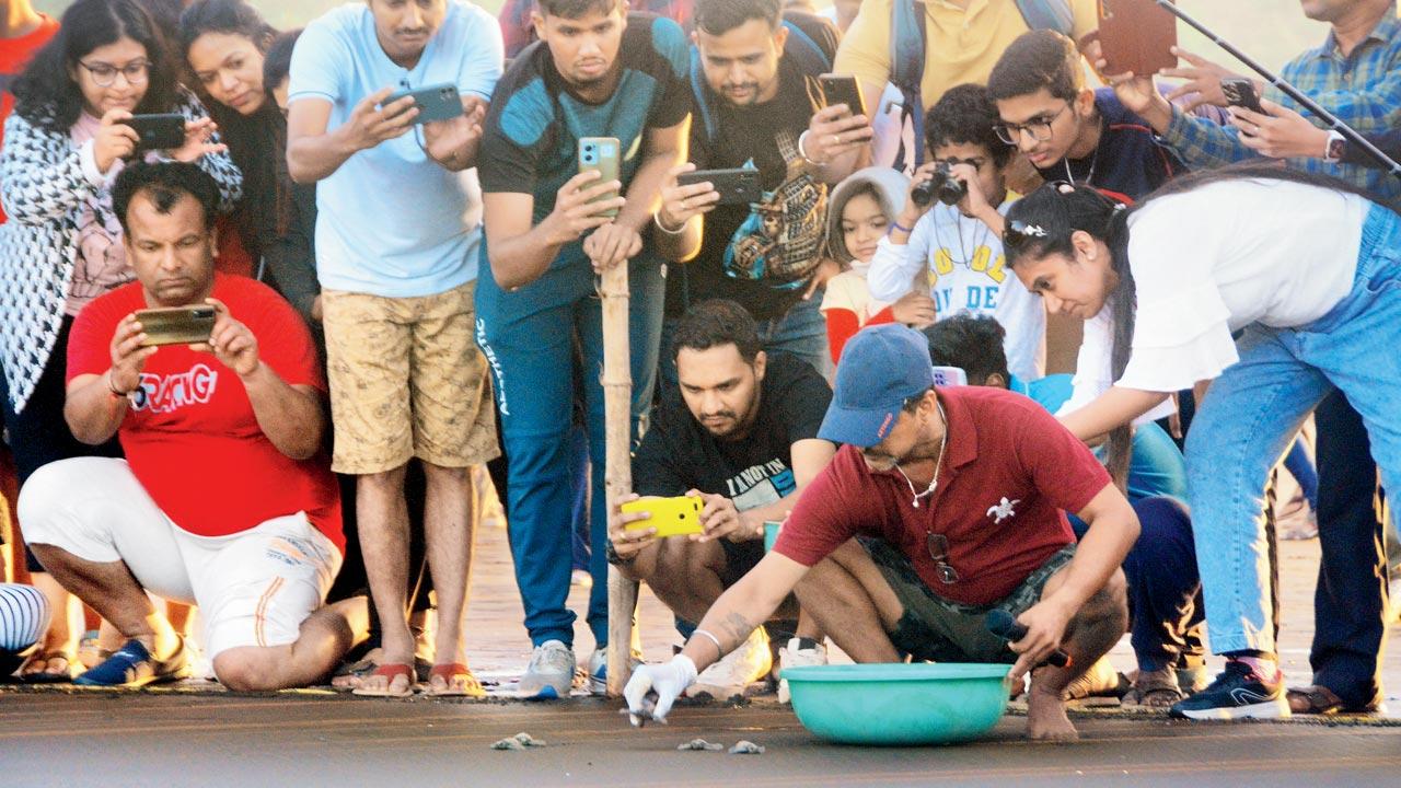 Tourists attending the Velas Turtle Festival watch hatchlings being released into the sea
