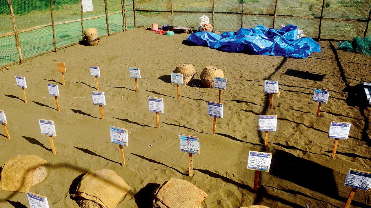 To protect the eggs from predators, they are safely removed from the nesting sites, and transported to hatcheries or artificial pits made on the beach. The eggs are then covered with sand, and a basket is placed above the pit for additional protection. The nesting site is also barricaded from all sides
