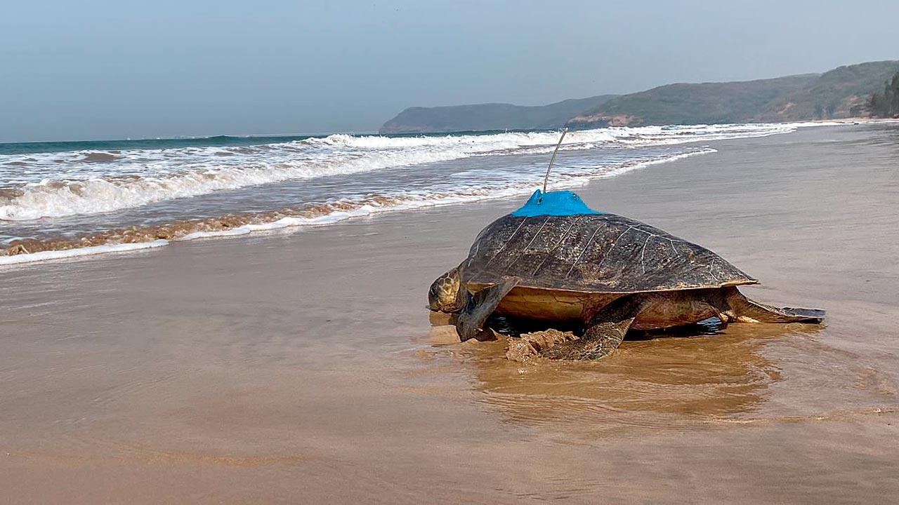 An Olive Ridley turtle that was satellite-tagged on the beach of Guhagar in Ratnagiri in February this year
