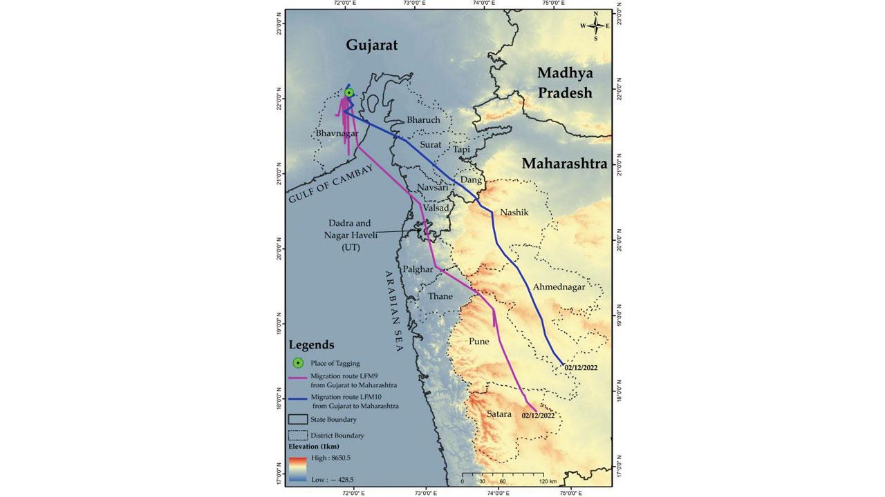 A map shows the routes taken by LFM9 (purple line) and LFM10 (blue line) during the migration from their breeding area in Gujarat to their non-breeding area in Maharashtra. PIC COURTESY: Ram et al 2023
