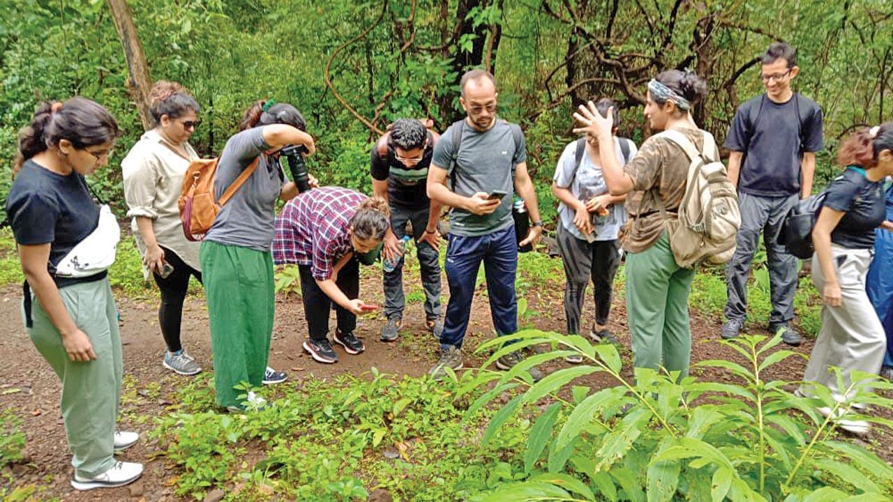 Explore the insect life at this overnight camp in the forest of Goregaon
