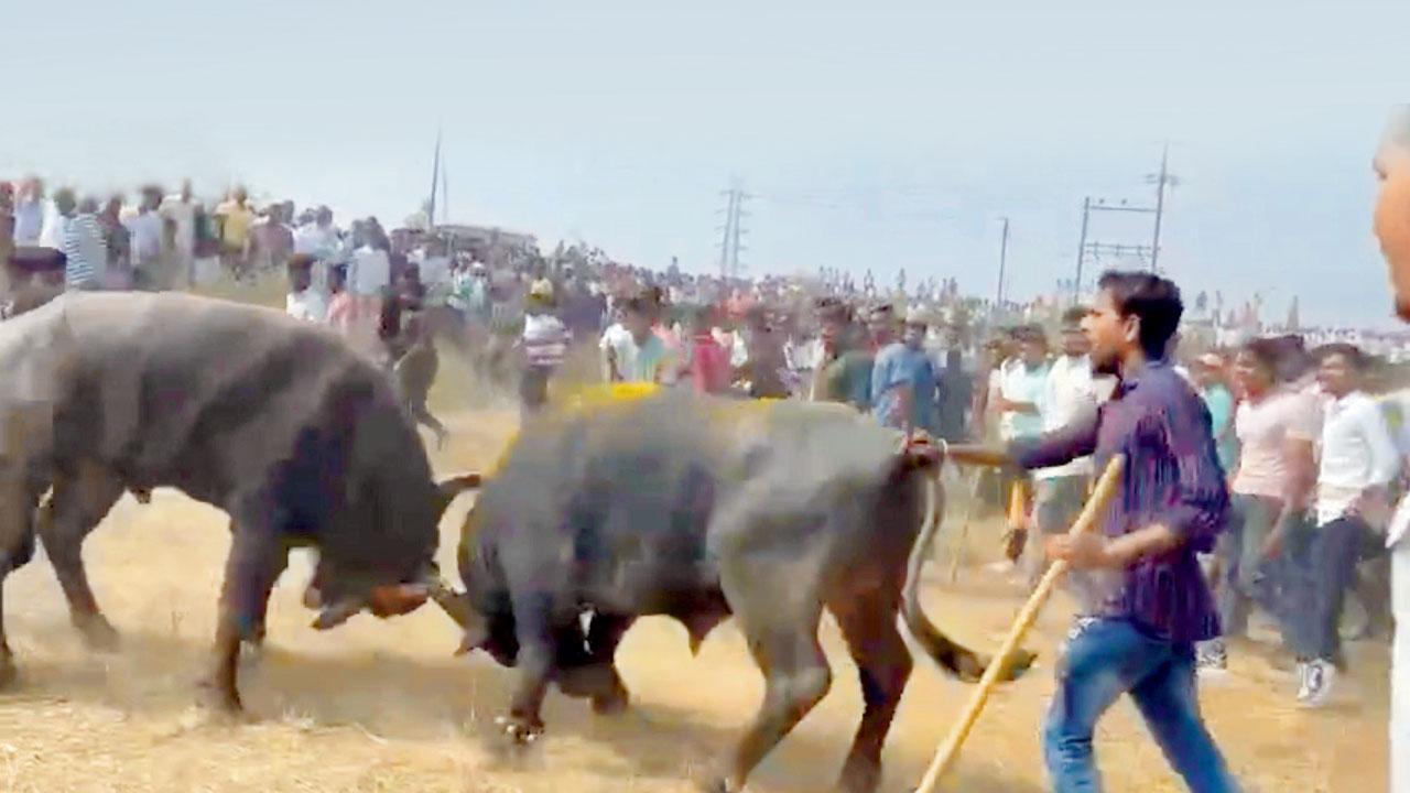Police turn blind eye to illegal bullfight in Palghar