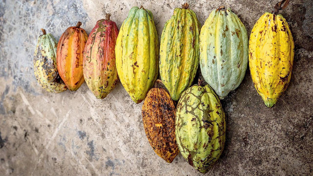 How this bean-to-bar chocolate brand is focusing on native Indian fruits