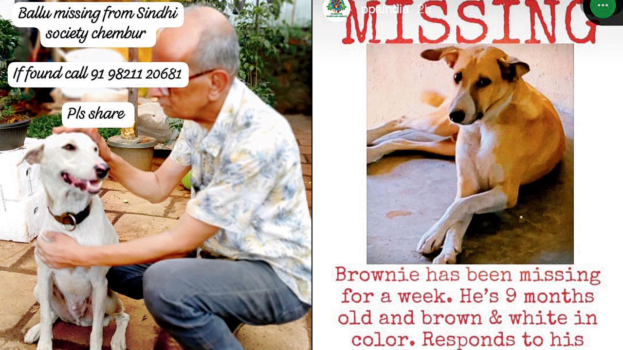 Messages shared by owners of missing dogs on social media