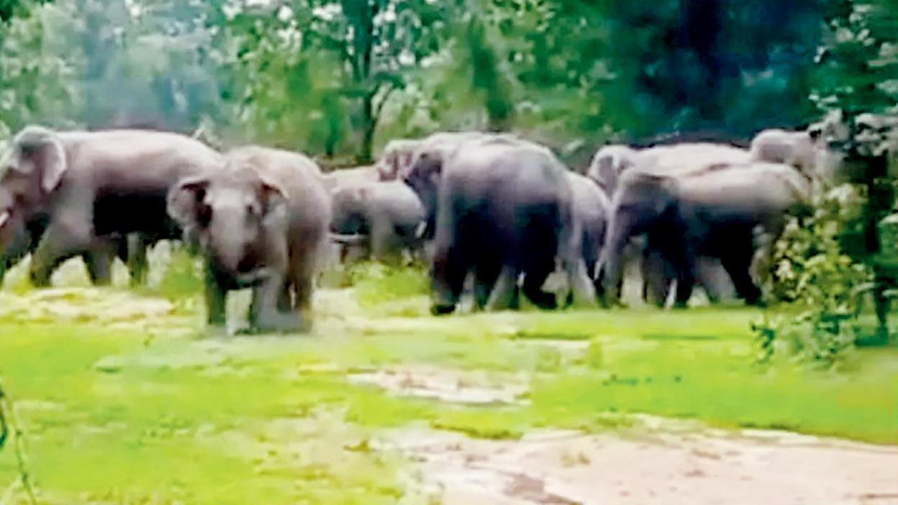 Maharashtra: Elephants kills man in Gadchiroli