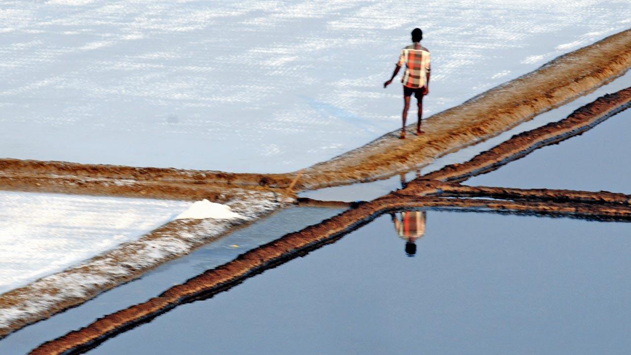 Mumbai: Green voices sound alarm bells on CM Shinde’s plan for salt pan lands