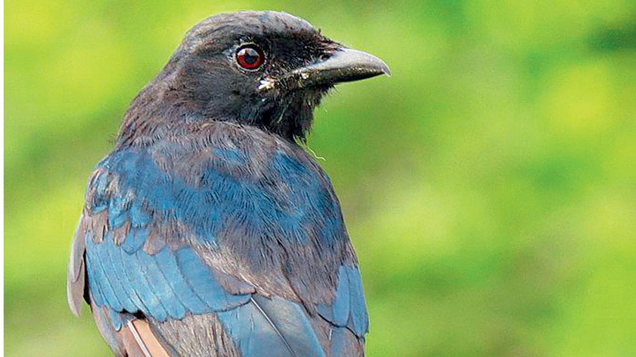 Indian drongo. Pic Courtesy/ Wikimedia  Commons