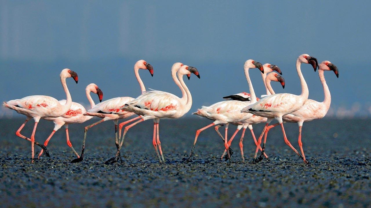 As migratory birds enter Mumbai, enthusiasts gear up for a week-long celebration