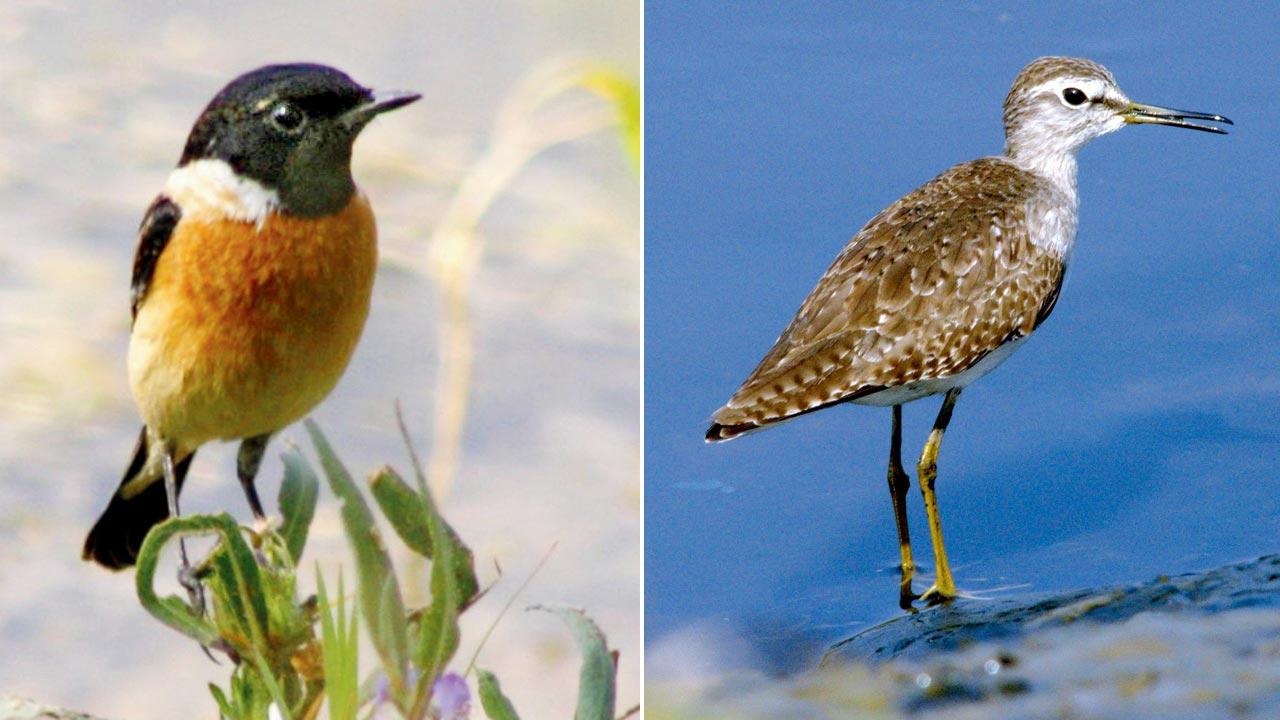 Siberian stonechat; (right) Wood sandpiper