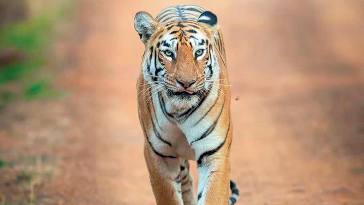 Maharashtra: Tadoba Tiger Reserve officials begin 3-day foot patrolling for Maya 