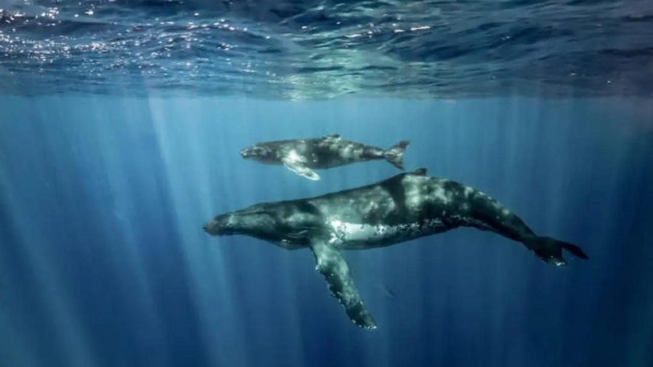 Maharashtra: Whale calf pushed into sea after 40-hour rescue op dies Maharashtra: Whale calf pushed into sea after 40-hour rescue op dies