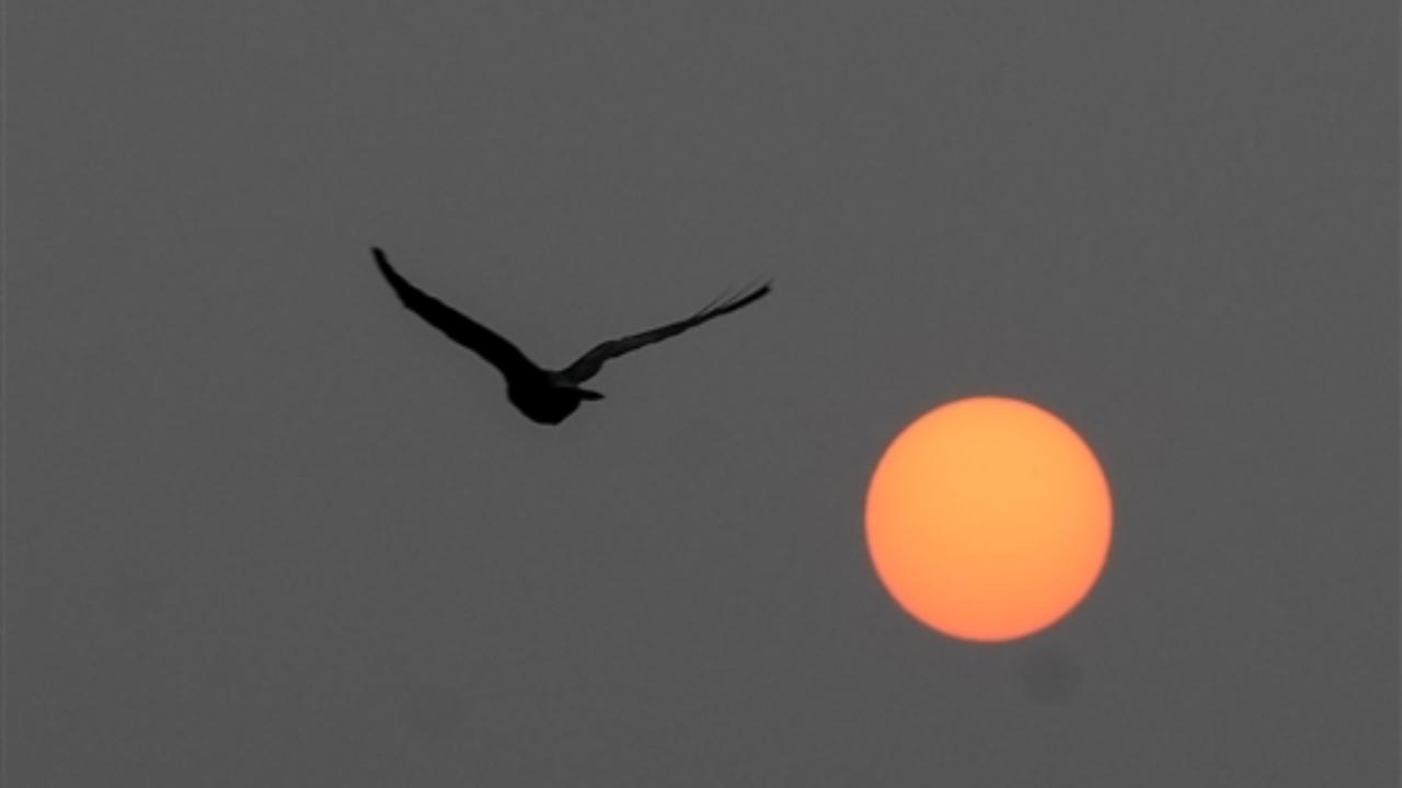 A bird flies as the sun rises during a smoggy morning, in New Delhi