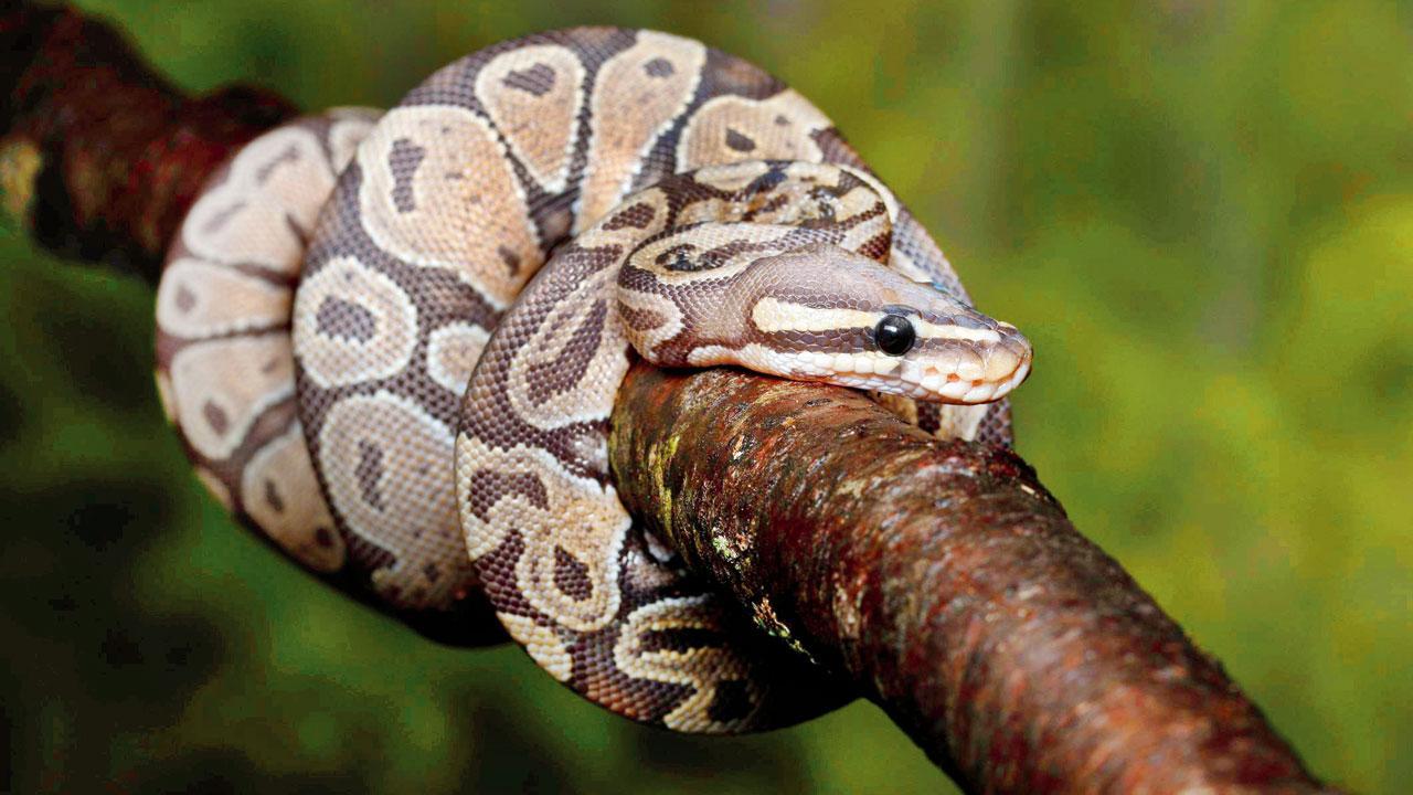 Mumbai Crime: 10 reptiles worth Rs 4.55L ‘stolen’ from private zoo