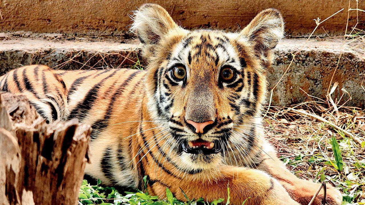 Mumbai: Here's how Shakti, the SGNP cub, went from strength to strength
