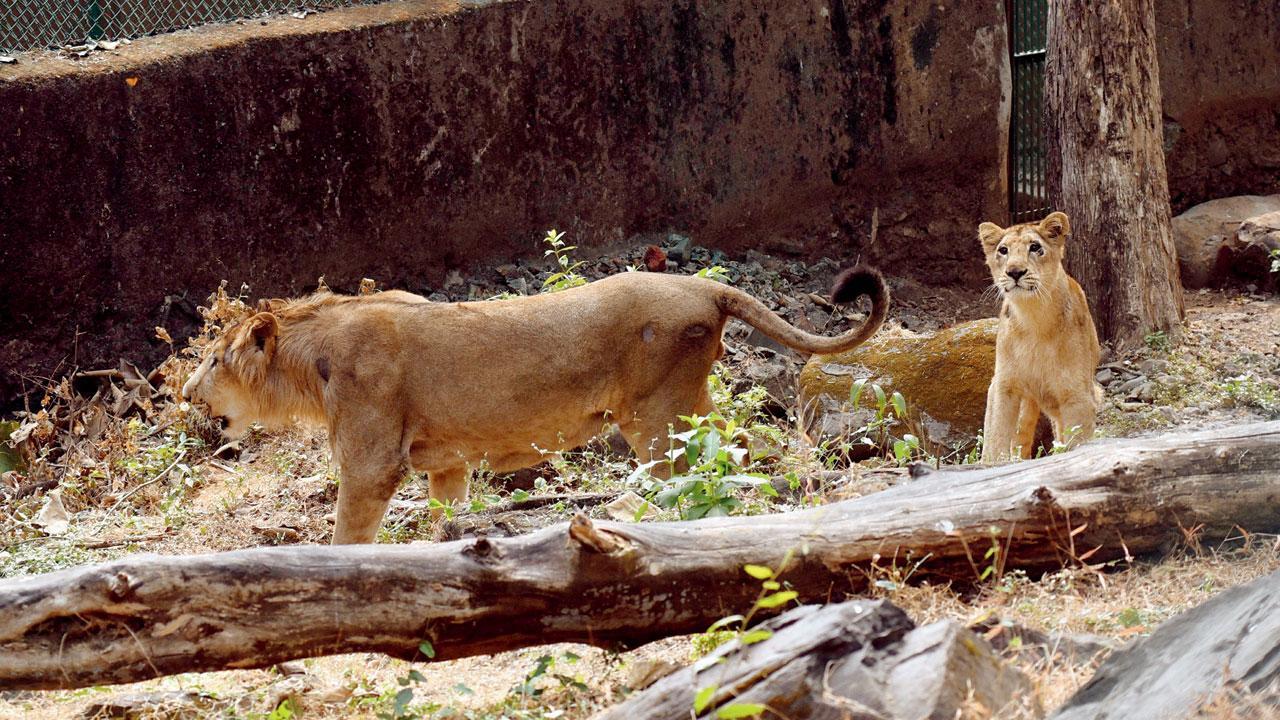 Mumbai: Sanjay Gandhi National Park to get pair of Asiatic Lions from Gujarat