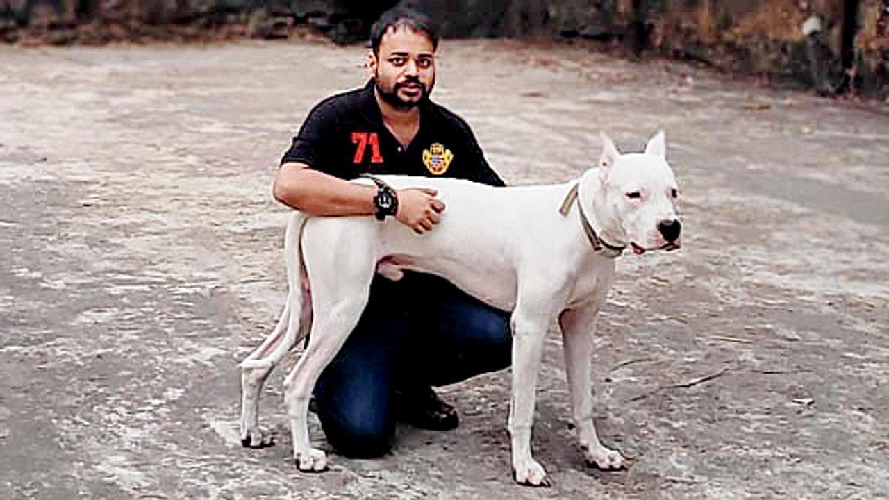 Vets share tips on how to safeguard your pets during Diwali