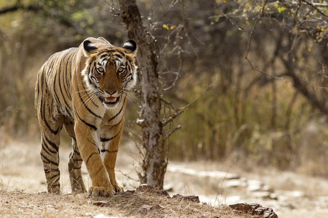 Maharashtra: Tiger kills man grazing cattle in Nagpur district