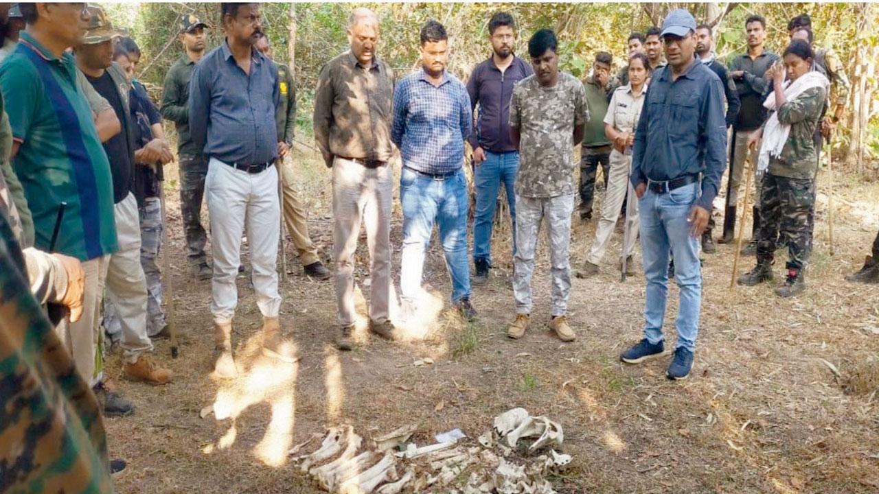 Forest officials have collected the skeletal remains of a tiger and have sent it for forensic testing to National Centre for Biological Sciences at Bengaluru