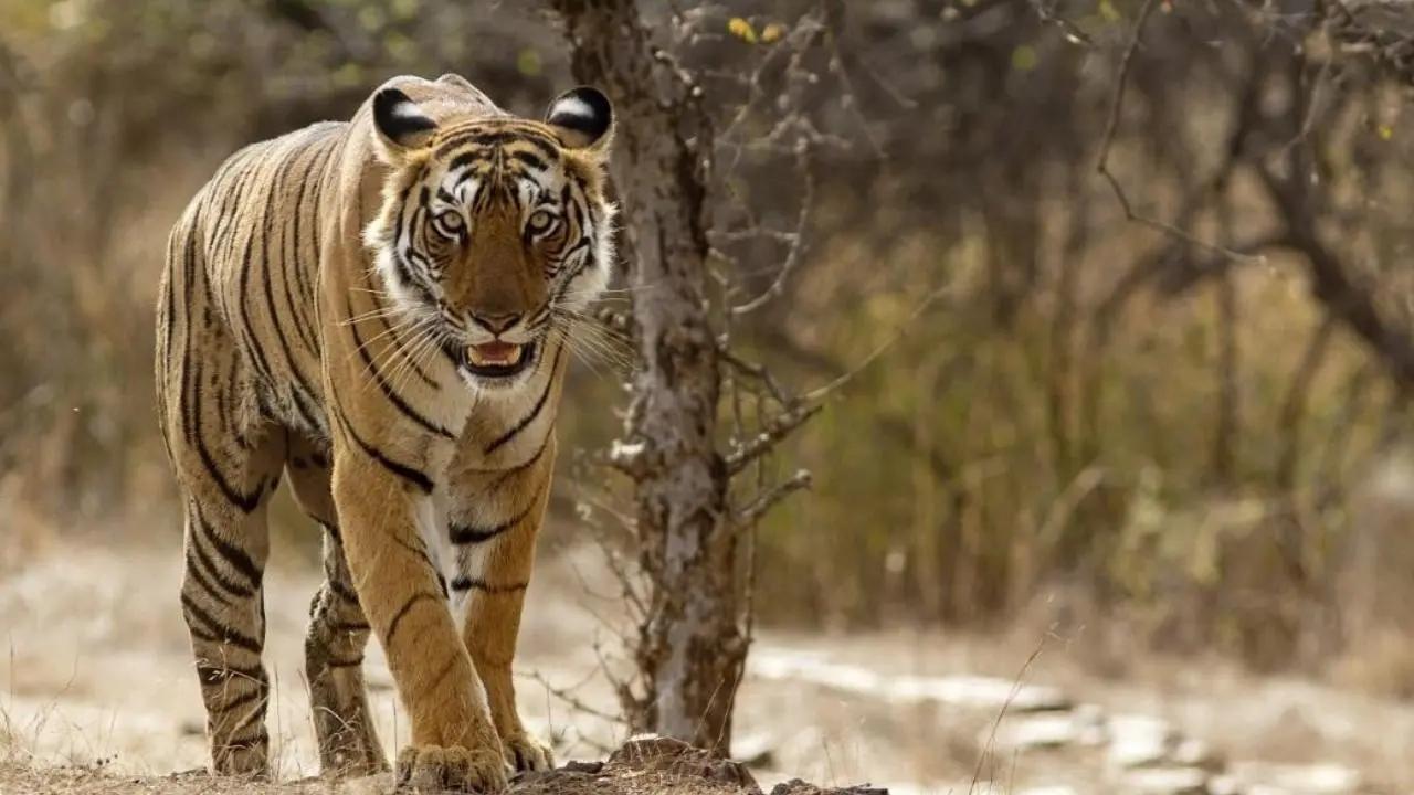 Maharashtra: Tiger remains found in Tadoba Andhari reserve