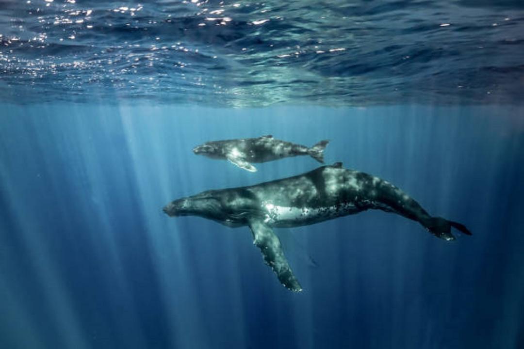 Stranded whale calf pushed back into the sea after 40 hours in Ratnagiri