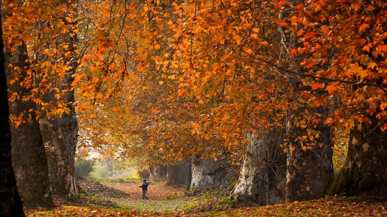 In Pics: Romantic bliss unfolds as autumn casts its spell on Kashmir