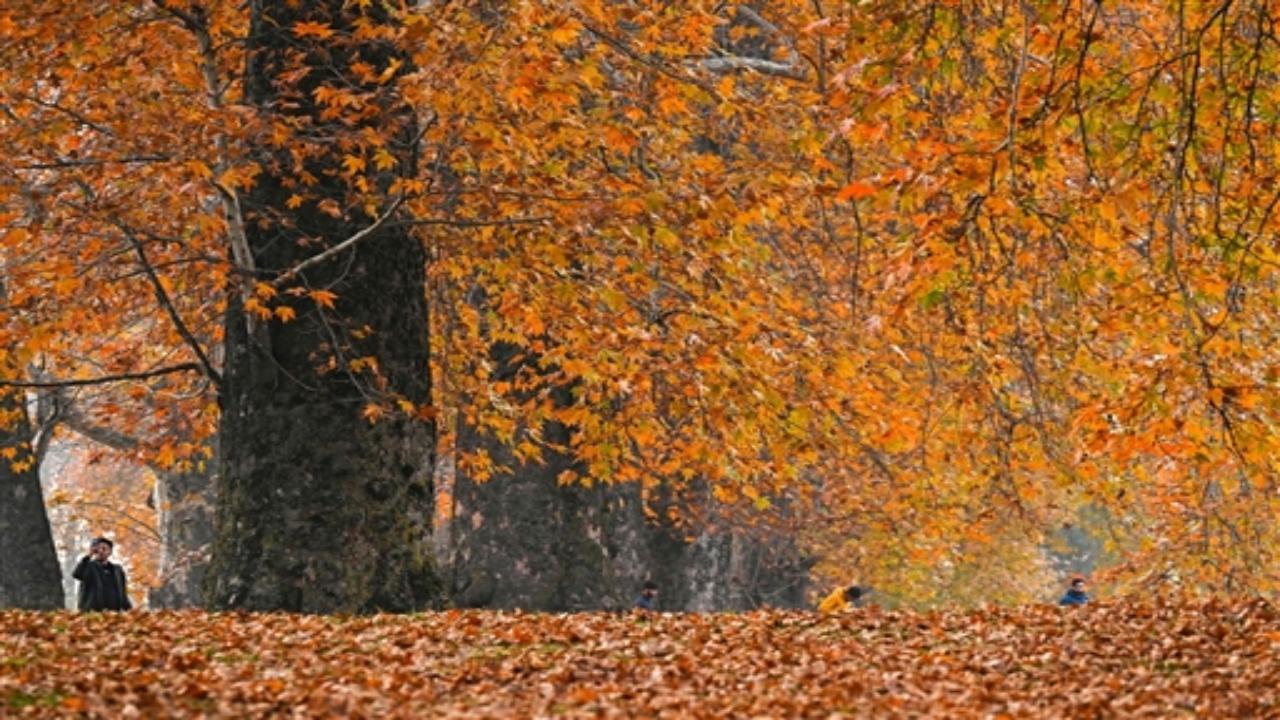 As the Chinar trees don their autumnal attire, painting the landscape in shades of red, orange, and gold, the valley becomes an idyllic backdrop for love to flourish