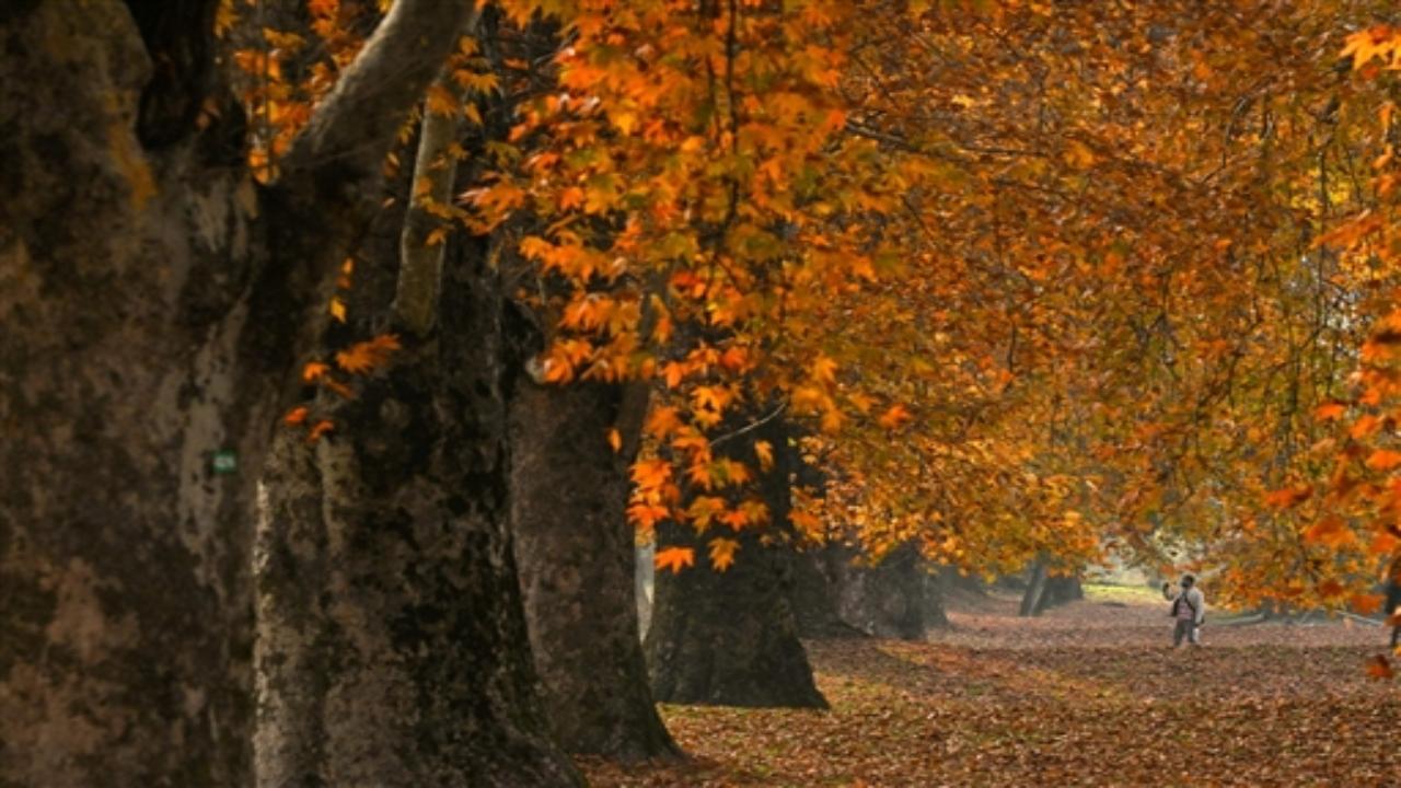 Kashmir, renowned for its enchanting beauty, undergoes a magical transformation during the autumn season, setting the stage for romantic escapades amid nature's vibrant hues