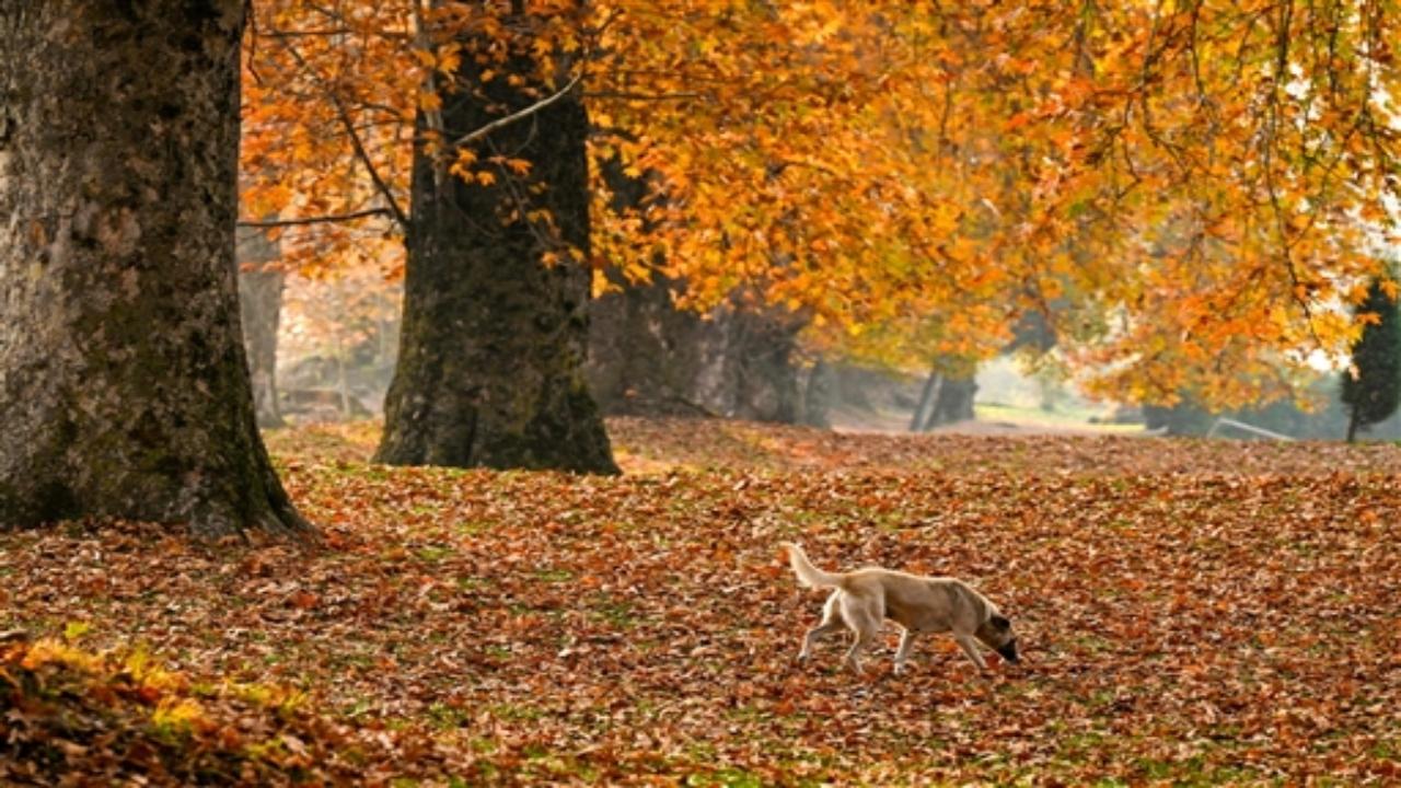 Whether it's a leisurely stroll along the boulevard or a shikara ride on the reflective waters, Kashmir in autumn offers a sensory treat that lingers in the memories of those fortunate enough to witness it