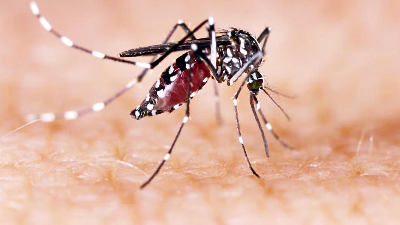 Mumbai: BMC’s war on disease-spreading breeding sites falls woefully short!