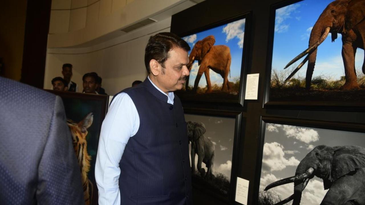 Maharashtra: Forests should be saved, says Devendra Fadnavis over preservation of green space