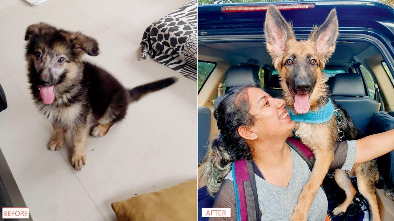 Gabbar Singh came to Adrija Majethia with severe health problems—his general immunity was low, and he puked and pooped bile. Upon her vet’s suggestion, she moved to fresh food and his health did a U-turn within a fortnight