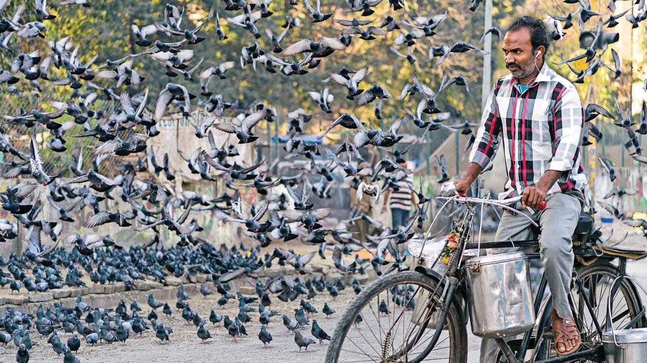 A photograph clicked by Boehman near Lokhandwala in Andheri West