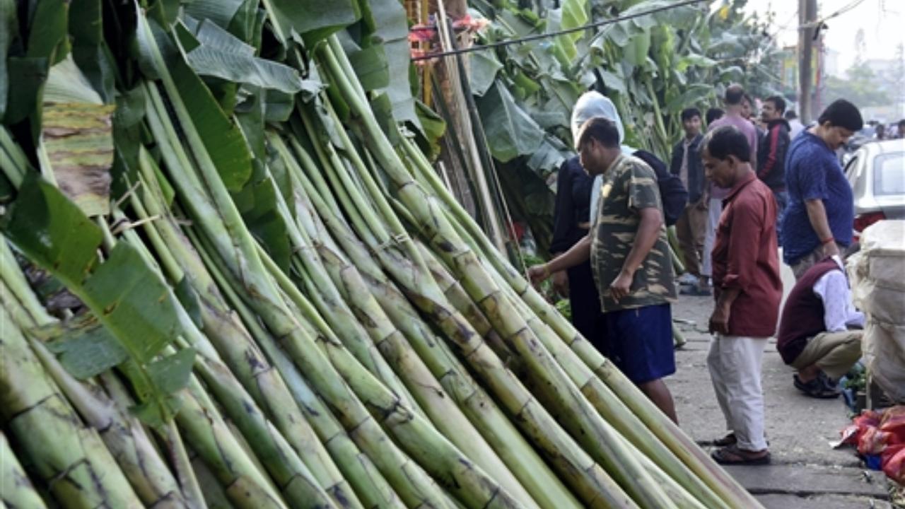 People buy banana trees for Diwali celebrations at Ganeshguri