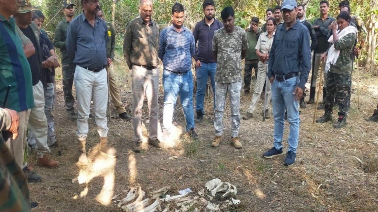 Missing Tigress Maya: Tiger remains found in Tadoba, authorities investigate
