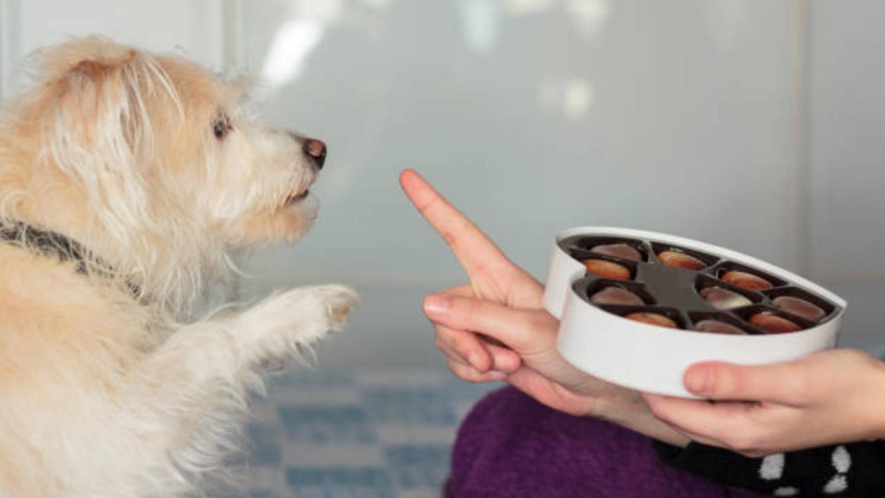 Refrain from offering pets human sweets, as sugar and artificial sweeteners can lead to severe health issues. Instead, provide a nutritious meal to pets, including strays, to keep them energised and distract them from the noise. 
With inputs from IANS. Photos Courtesy: iStock