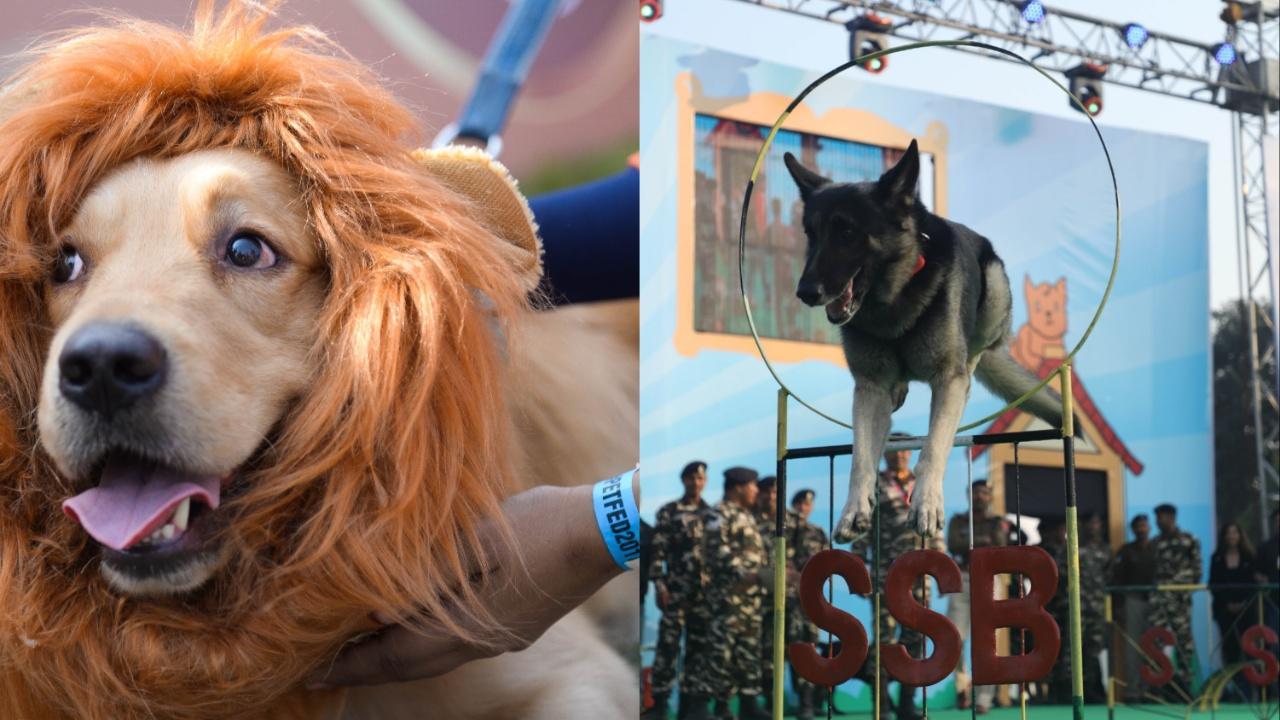 Gear up for India’s biggest pet festival - Pet Fed 2023